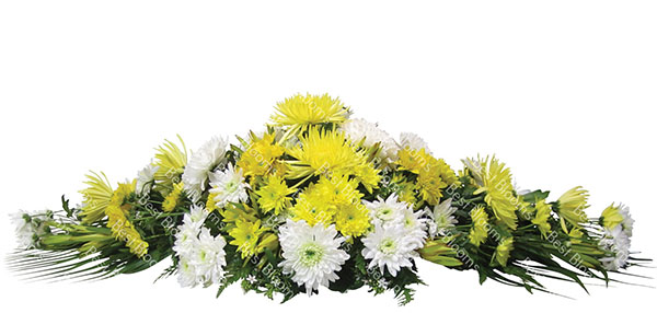 golden-chrysanthemum