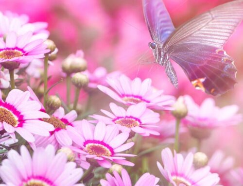 Navigating Grief: Support Services Available in Auckland